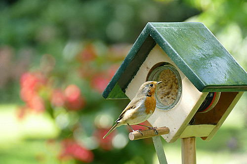 Cork Peanutbutter Feeder