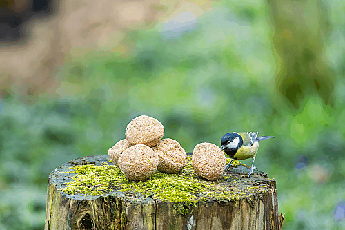 Fat balls-with insectfat