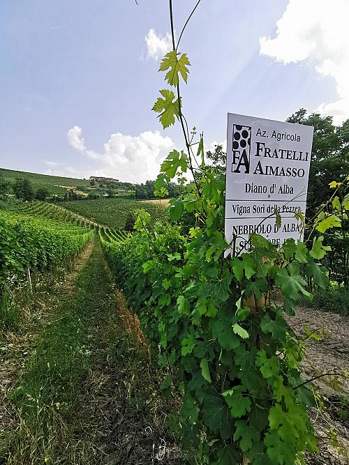 204842742_4387980051222049_3451103876512011457_n