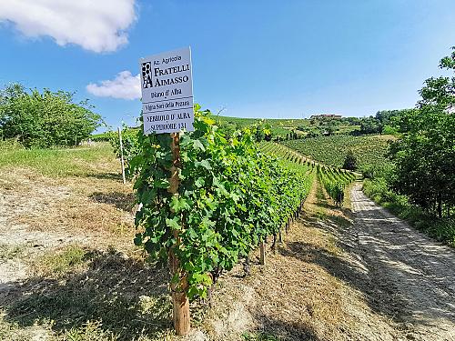 220047158_4474792499207470_1918522943705506796_n