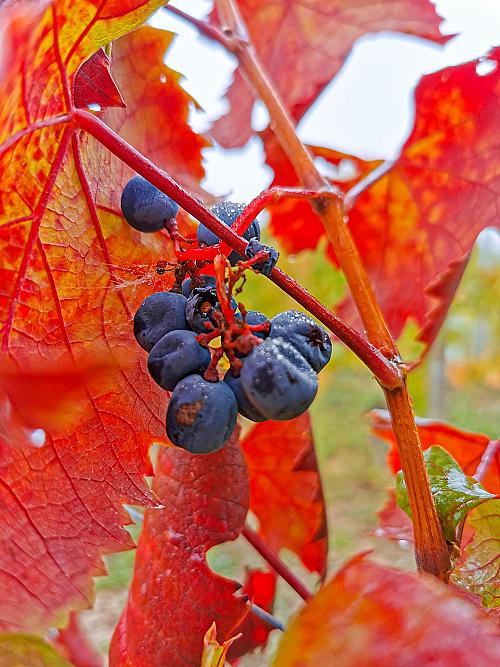 244639758_4714783565208361_112473240336520486_n