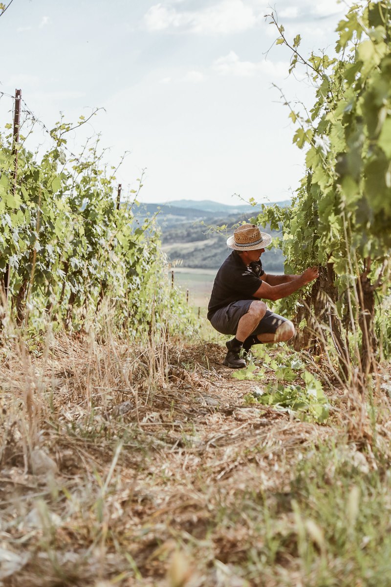 Europese wijnsector omarmt transparantie en directe handel